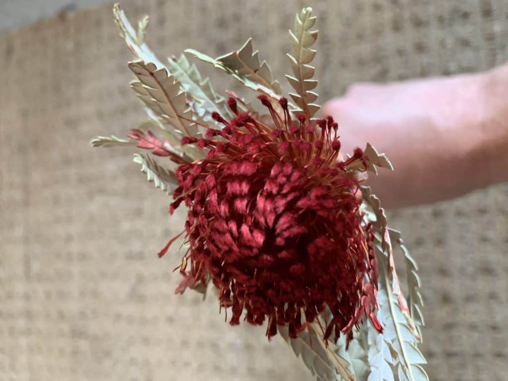 Banksia Dryandra Dyp Rød
